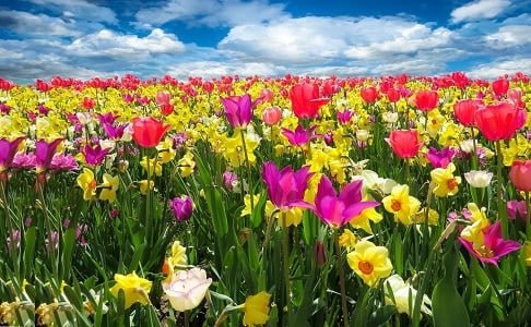 déco de printemps