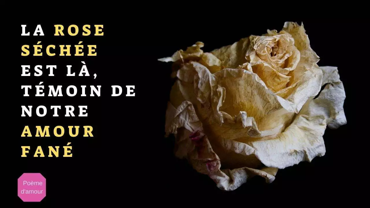 Poème d'amour triste sur la séparation : La Rose Fanée