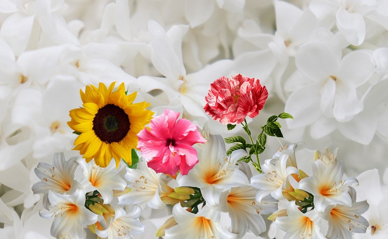 bien choisir les fleurs dans un bouquet pour les déférentes occasions : anniversaire, amour, décès, naissance, fête des mères, etc..