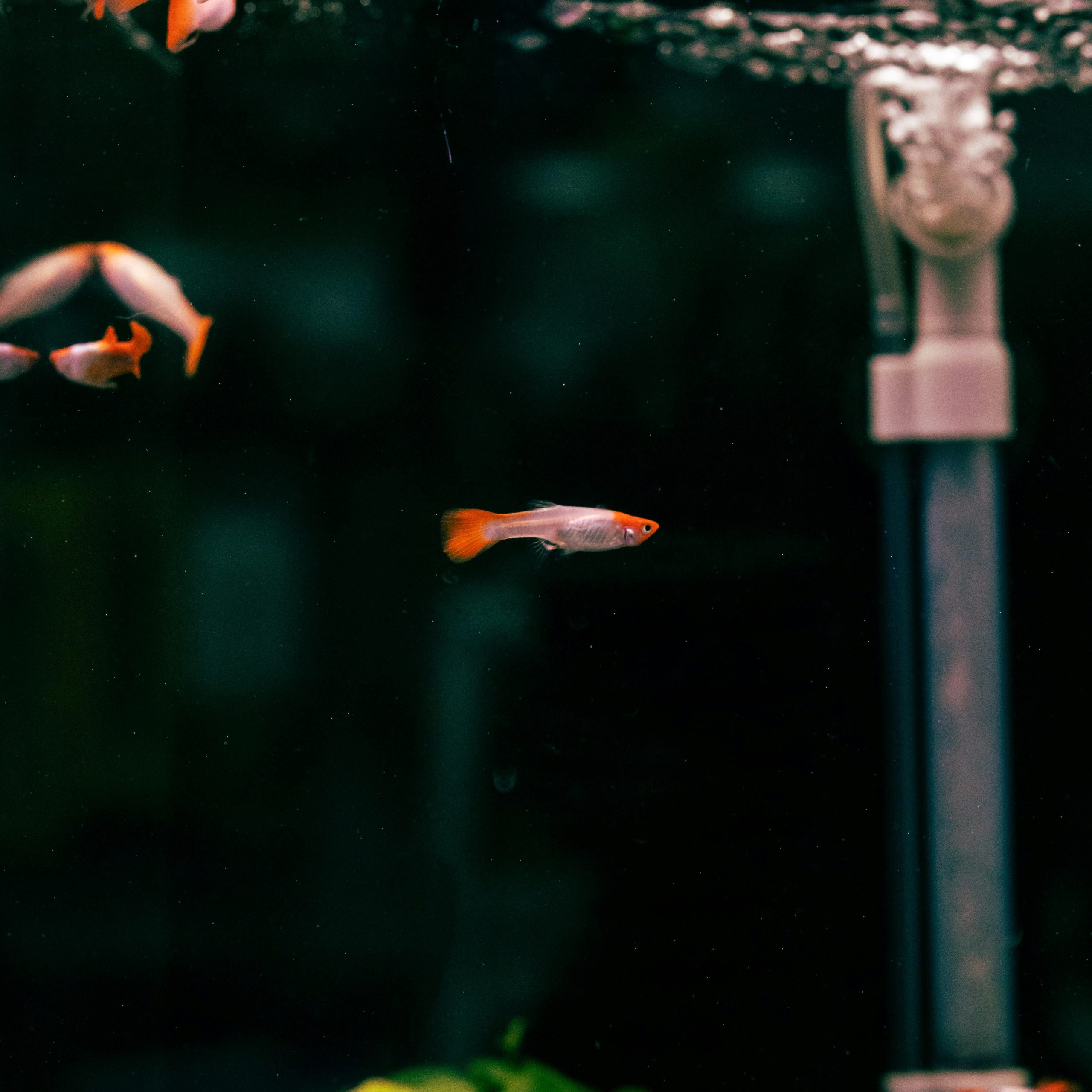 Colorful guppy fish swimming gracefully in an aquarium tank, showcasing vibrant aquatic life. Poisson guppy coloré nageant gracieusement dans un aquarium, mettant en valeur la vie aquatique vibrante.