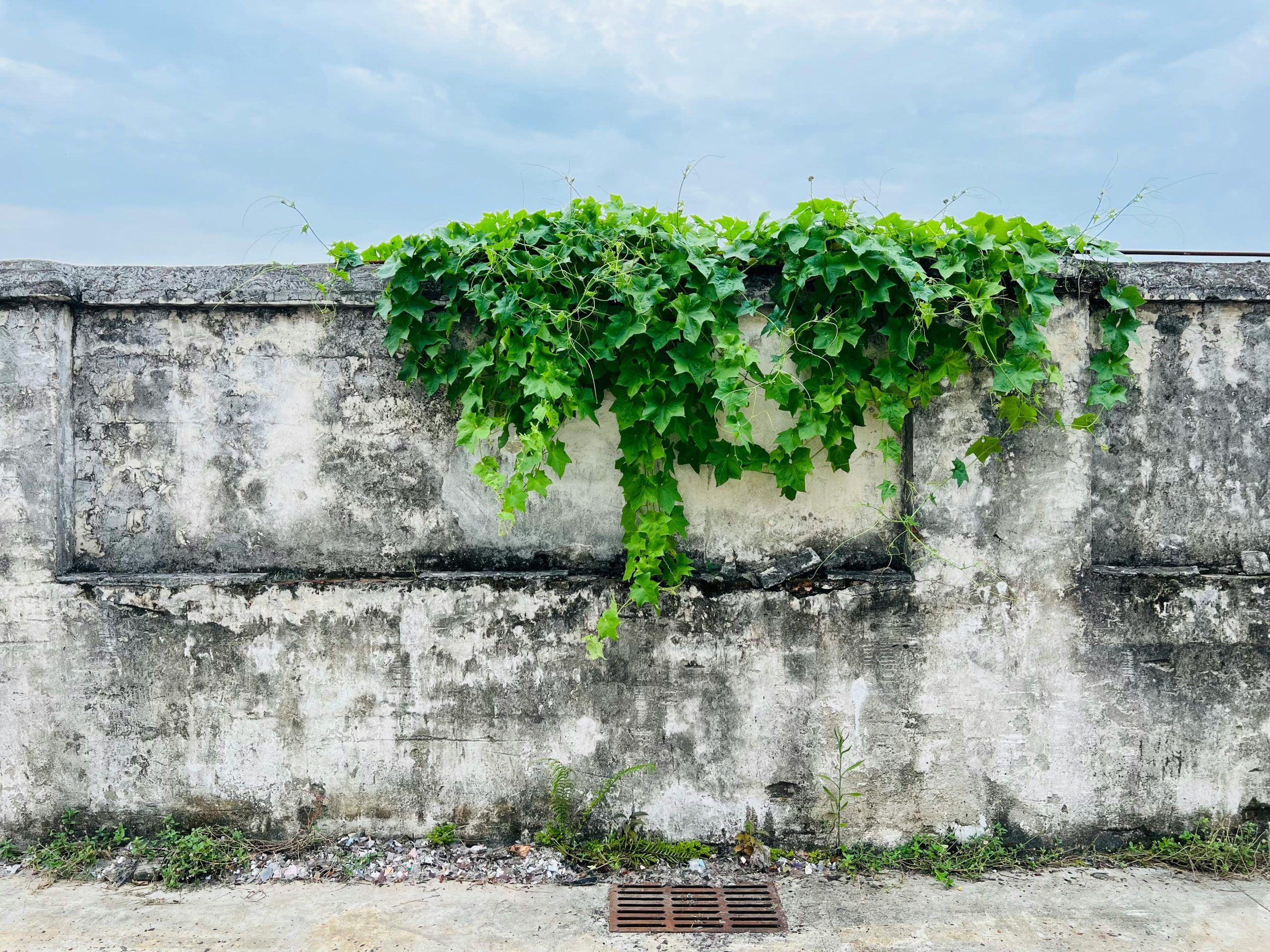 Lush green vines growing over a worn concrete wall against a cloudy sky backdrop in an urban setting. Des vignes vert luxuriant poussant sur un mur en béton usé sur fond de ciel nuageux dans un cadre urbain.